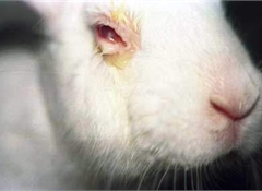 89% want cosmetic testing on animals banned