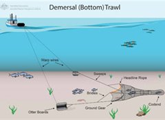 Just 1% think bottom trawling should continue