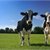 Growing support to reduce fertiliser use, cow numbers