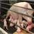59% support factory farming ban