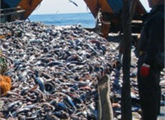 Kiwis: Ban high seas bottom trawling, put cameras on all vessels