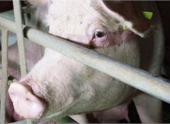 80% say imports should respect NZ animal welfare standards