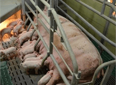 75% back quick end to farrowing crate use