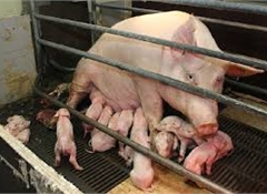 59% support factory farming ban